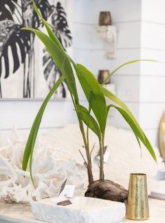 Bohlert Massey Interiors